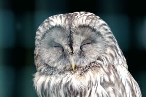 FAREWELL TO THE OWL