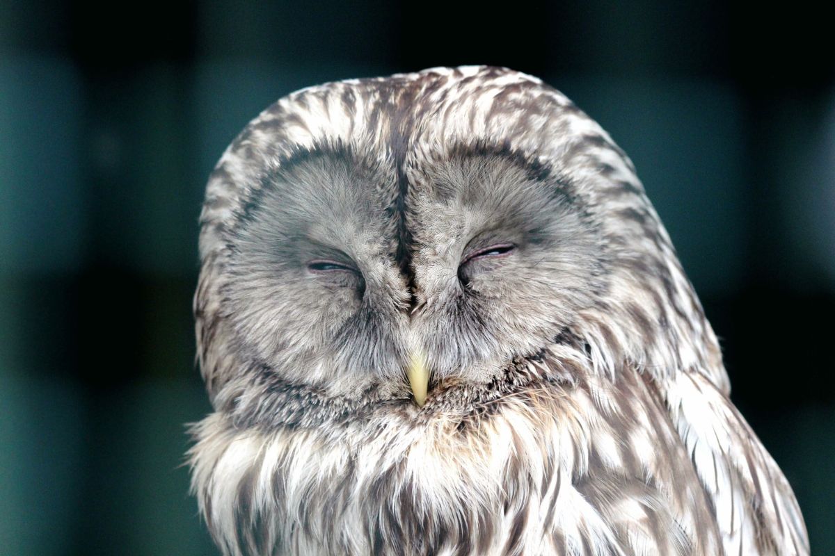 FAREWELL TO THE OWL